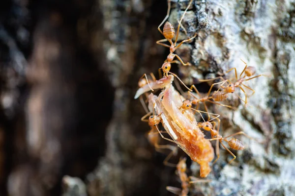 red ants teamwork hunt for food, teamwork concept