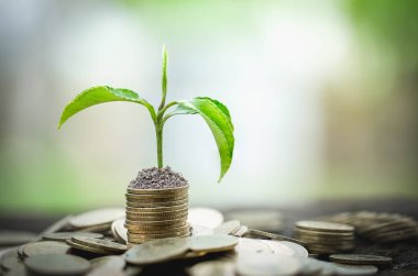 Para paralar üzerinde büyüyen yeşil ağaç, tasarruf, büyüme, sürdürülebilir 