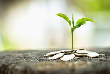 Para paralar üzerinde büyüyen yeşil ağaç, tasarruf, büyüme, sürdürülebilir 