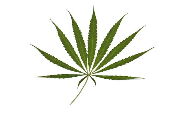 Marijuana blad isolerade på vit bakgrund. Växande medicinsk Mar — Stockfoto
