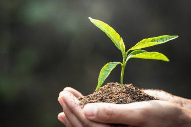 İnsan ellerde büyüyen küçük fide, bitki ağaçları azaltmak için 