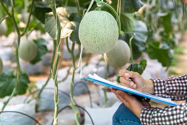 Young farmers are analyzing the growth of melon effects on green — Stock Photo, Image