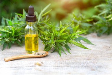 Cbd petrol kenevir özü, Kenevir yağı şişeleri ve kenevir çiçekleri bir