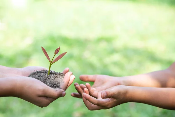 Plantera ett träd. Skogsvårds koncept, minska den globala uppvärmningen — Stockfoto
