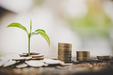 Para paralar üzerinde büyüyen yeşil ağaç, tasarruf, büyüme, sürdürülebilir 