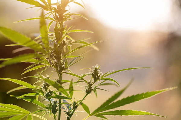 Cannabis marijuana weed plant flower bud close up macro drug thc
