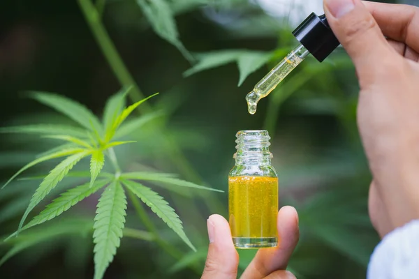 Cbd hemp oil, doctor hand hold and offer to patient medical mari — Stock Photo, Image