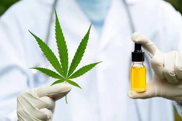 cbd hemp oil, doctor hand hold and offer to patient medical mari
