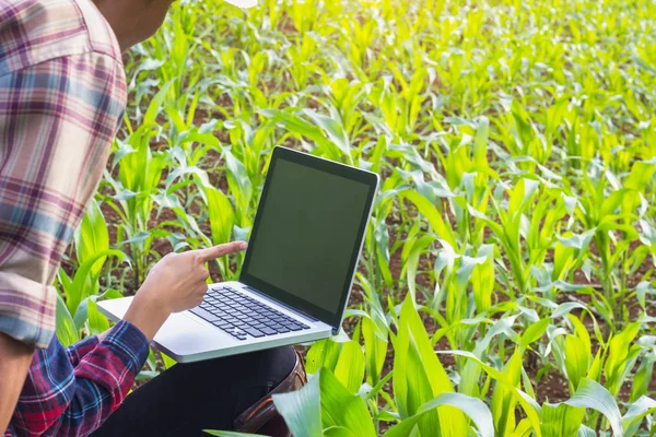 农艺师在玉米田里考察植物，夫妻农民和农民 — 图库照片