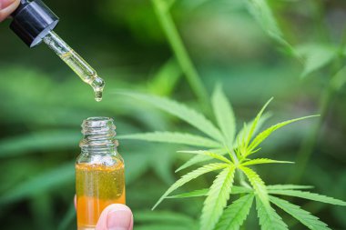  Doktor el kenevir yağı esrar yaprak, esrar tıbbi 