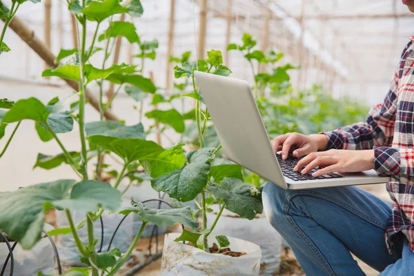 Agronomist çiftlikte büyüyen kavun fidanları inceliyor, — Stok fotoğraf