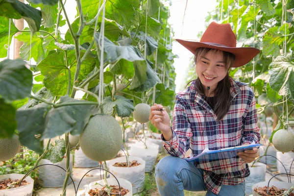 Young farmers are analyzing the growth of melon effects on green — Stock Photo, Image