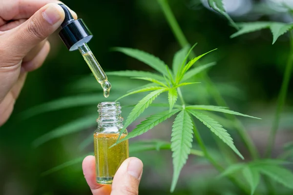 Aceite de cáñamo., Botella de mano de aceite de cannabis contra la marihuana — Foto de Stock
