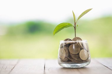 Para tasarrufu ve yatırım için sikke cam kavanoz büyüyen bitki