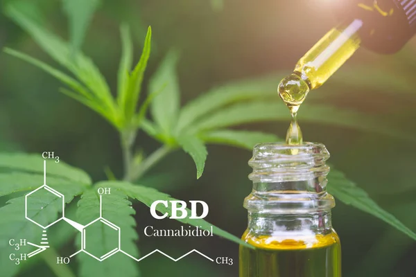 CBD elementen in cannabis, hennepolie, medische marihuana, Cannab — Stockfoto