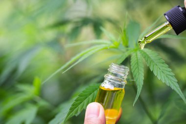  Kenevir yağı CBD, esrar ot ve tedavi için yaprakları, özü f