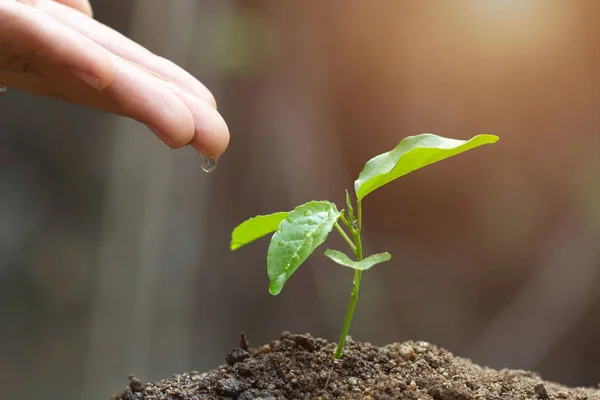 Mano masculina dando agua a la planta joven y la naturaleza verde backgroun —  Fotos de Stock