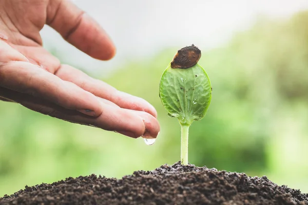 The hands are dripping water to the small seedlings, plant a tre