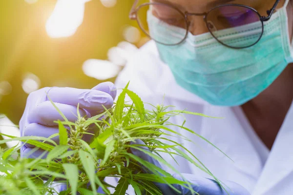 Chercheuse en marijuana, chercheuse scientifique dans un champ de chanvre — Photo