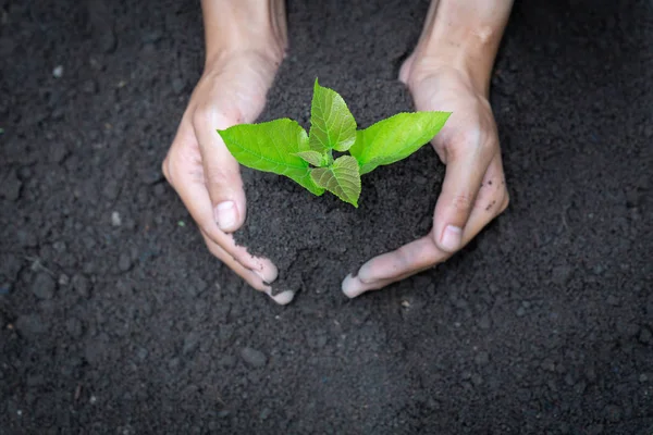 手拿着年轻的树种植。概念生态地球日， 韩 — 图库照片