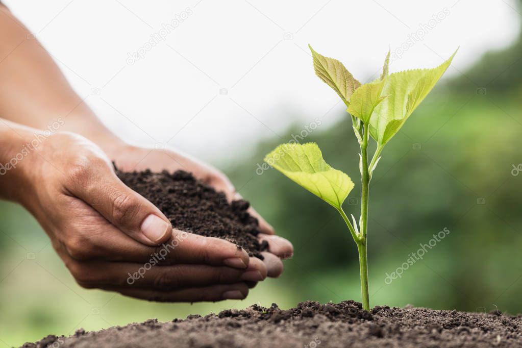 Hands of farmer growing and nurturing tree growing on fertile so