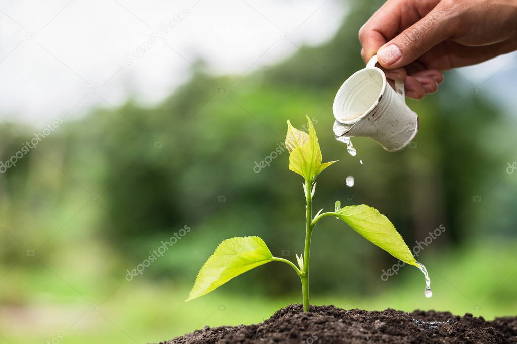 The World Environment Day,  Human hand planted a small tree Gree