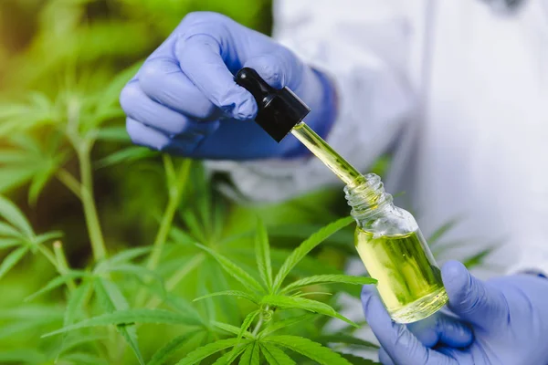 Hand holding Pipette with cannabis oil against Cannabis plant, C — Stock Photo, Image
