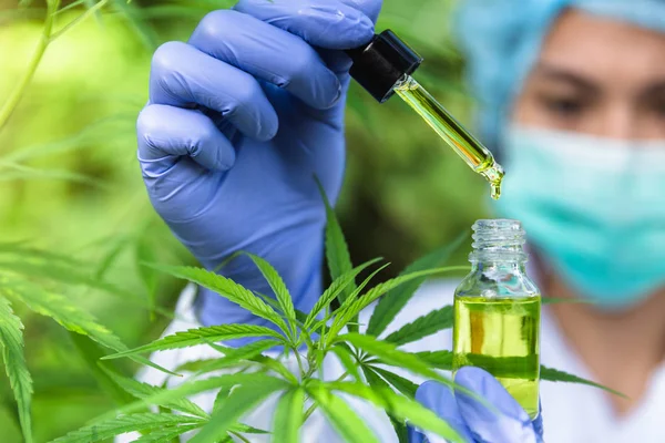 Doctors  holding bottle of Cannabis oil in pipette,hemp product — Stock Photo, Image