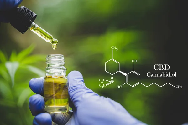 Cbd hemp oil, formula CBD cannabidiol, doctor hand hold and offe — Stock Photo, Image