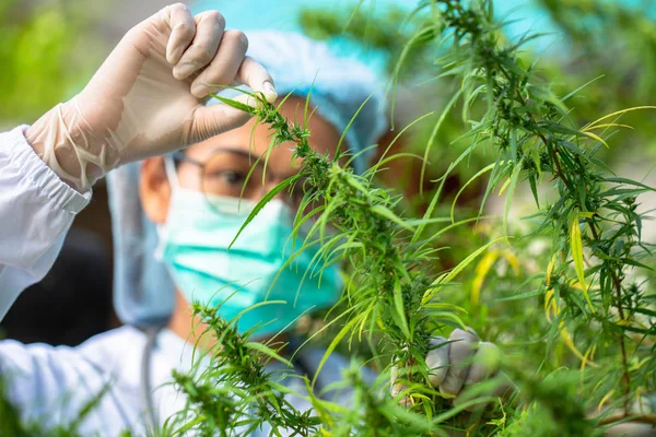 Portrait de médecin vérifiant et analisant des plantes de chanvre, Marijuana — Photo