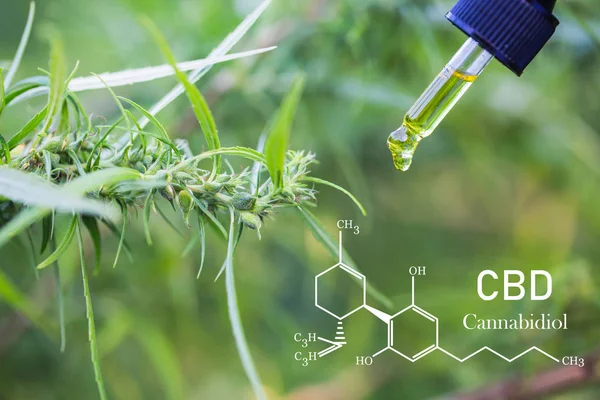 CBD-elementen in cannabis, groeiende marihuana, medische marihuana — Stockfoto