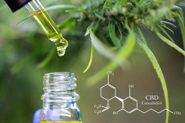 CBD-element i cannabis, cannabis olja i en glasburk, ekologisk — Stockfoto