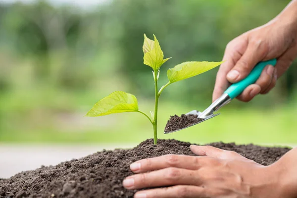 Plantera ett träd. Närbild hand av de män som planterar plantan — Stockfoto