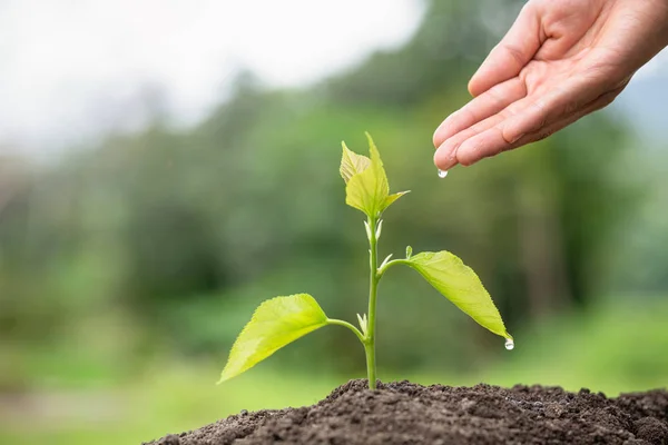 Los árboles pequeños están creciendo, manos que cuidar y riego. Concepto —  Fotos de Stock