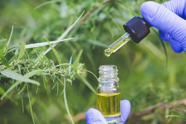 Forscher halten einen Tropfer mit Hanfölprodukt in der Hand. cbd Cannabis — Stockfoto