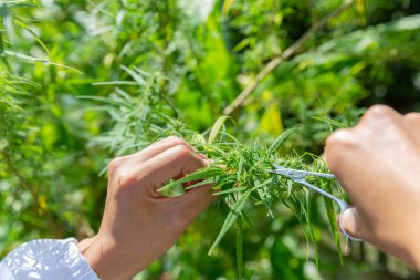 Esrar araştırmacı, bir kenevir alan kontrol kadın bilim adamı 