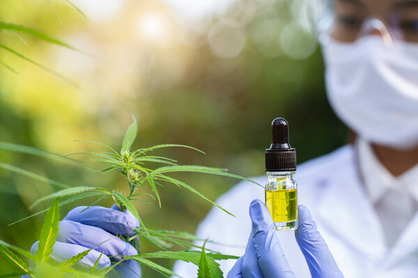 doctor   hand holding bottle of Cannabis oil against Marijuana p
