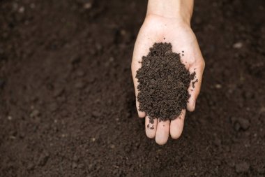 Çiftçi toprağı ellerinin altında tutuyor. Çiftçi toprağı kontrol ediyor..