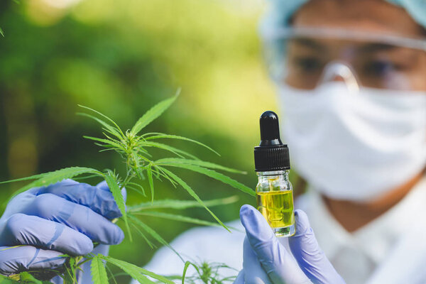 The hands of scientists dropping marijuana oil for experimentati