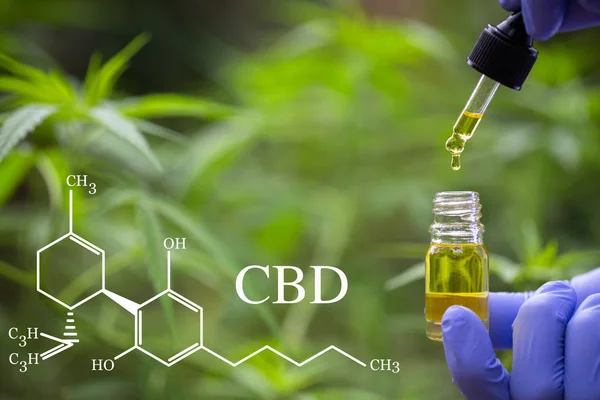 CBD elements in Cannabis,  droplet dosing a biological and ecolo — Stock Photo, Image
