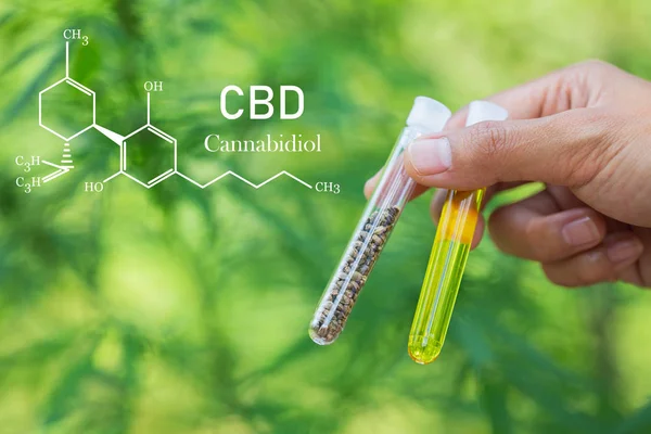 Cannabidiol CBD Oil Chemical Formula. Growing Premium Marijuana — Stock Photo, Image