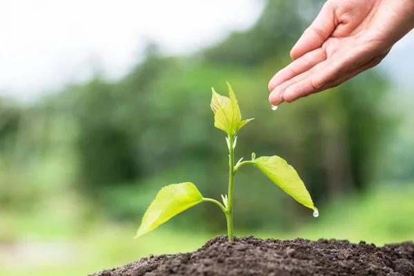 Manos Del Agricultor Cultivando Árboles Suelo Fértil Mantenimiento Plántulas Crecimiento —  Fotos de Stock