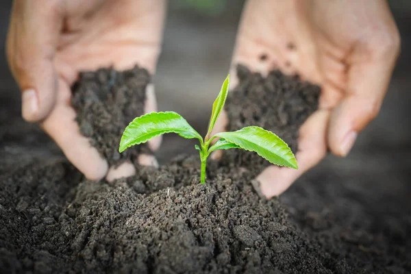 Руки Людей Сажают Семена Плодородную Почву Концепции Естественного Ухода Сохранения — стоковое фото