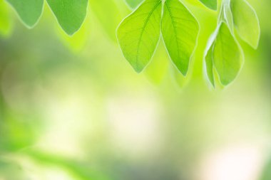 Bokeh arka planında yeşil yapraklar, bahçedeki bulanık yeşil arkaplanda yeşil yaprak manzarası, metin için coppy alanı, yeşil doğa ve ekoloji kavramı. 