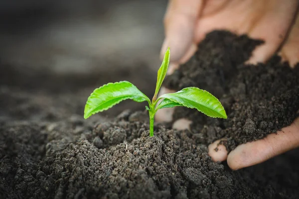 植物生长在土壤上 保护环境 种植幼苗 植树以减少全球变暖 世界环境日 — 图库照片