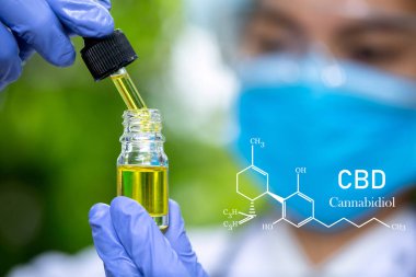 Kenevir 'deki CBD elementleri, bir kavanozdan biyolojik ve ekolojik kenevir bitkisinin bitkisel cbd yağına ilaç veren damlacık. Bitkisel alternatif tıp kavramı.