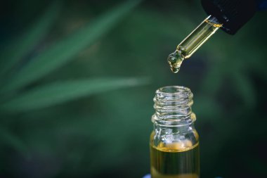 Esrar bitkisine karşı esrar yağı, CBD yağ pipeti, doğal bitki, kenevir ürünü, tıbbi marihuana konsepti.