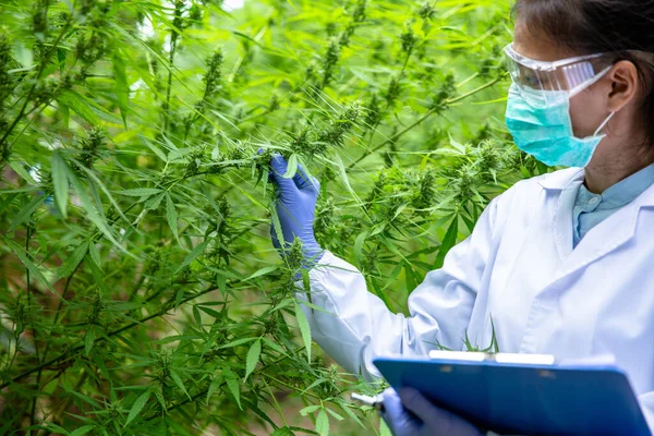 Marijuana Kutató Női Tudós Kendermező Ellenőrzése Növények Virágok Alternatív Gyógynövény — Stock Fotó