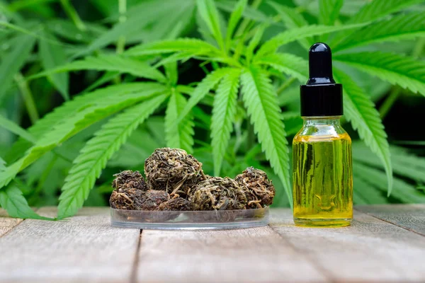 Cbd Oil Hemp Products Cannabis Herb Leaves Treatment Extract Hemp — Stock Photo, Image