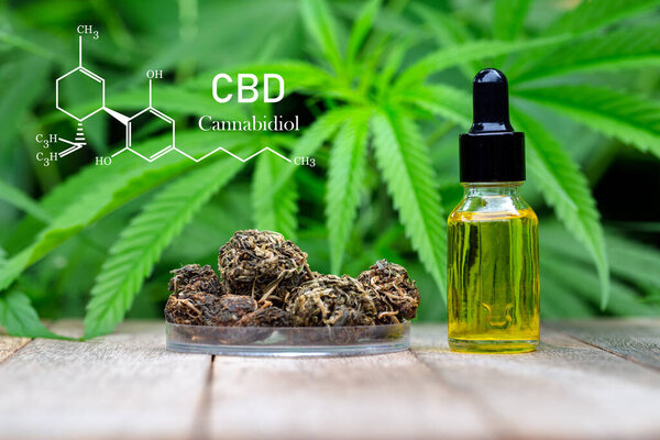 Hemp oil formula, CBD Cannabidiol in a glass bottle against Hemp plant with chemical molecule. Herbs, medical marijuana.